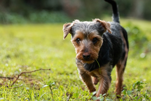 Pequeño y lindo terrier australiano caminando en el campo verde