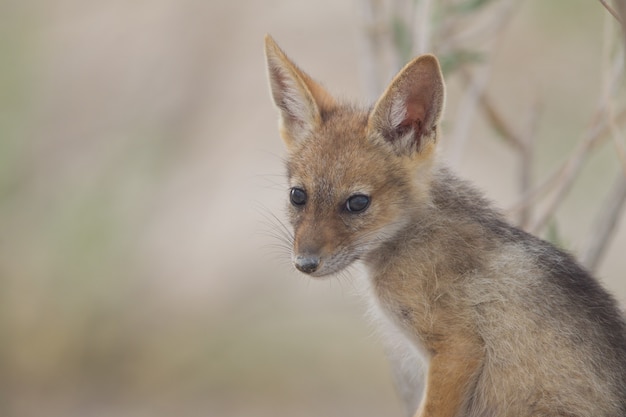 Pequeño y lindo zorro de arena capturado en medio del desierto