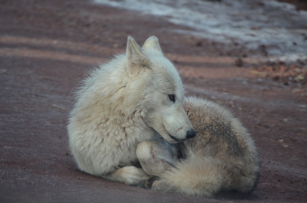 Pequeño lobo blanco adorable relajándose en una playa