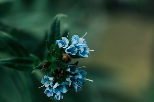 Pequeño manojo de flores azules en la planta