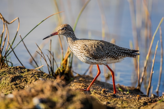 Un pequeño pájaro godwit cerca de un lago.