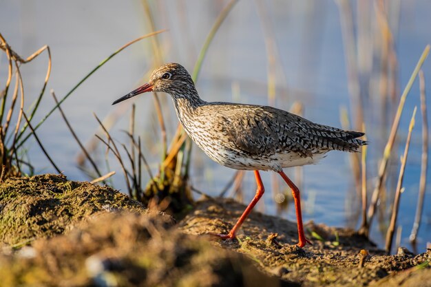 Un pequeño pájaro Godwit cerca de un lago.