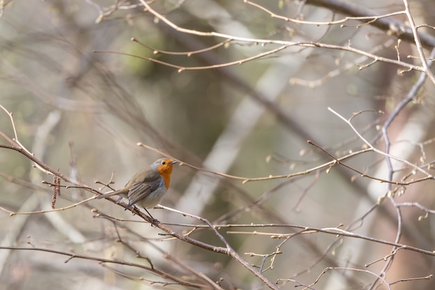 Pequeño pájaro lindo sentado en la rama de un árbol