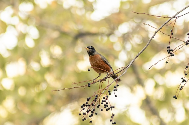 Pequeño pájaro marrón en la rama de un árbol