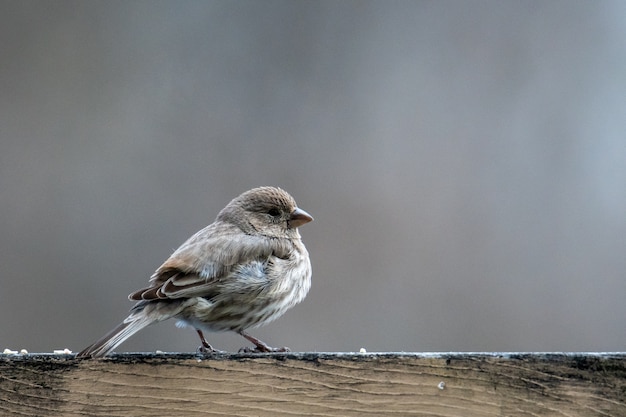 Foto gratuita pequeño pájaro con plumas grises sobre una superficie de madera