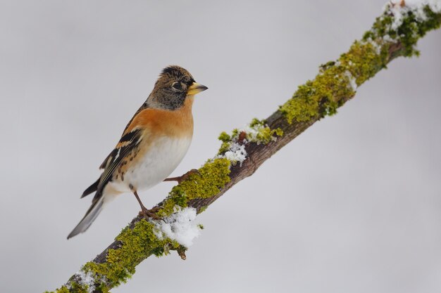 Pequeño pájaro en la rama de un árbol sobre fondo blanco.