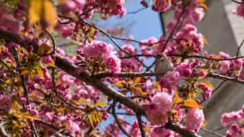 Foto gratuita pequeño pájaro sentado en el árbol floreciente con flores rosas en primavera