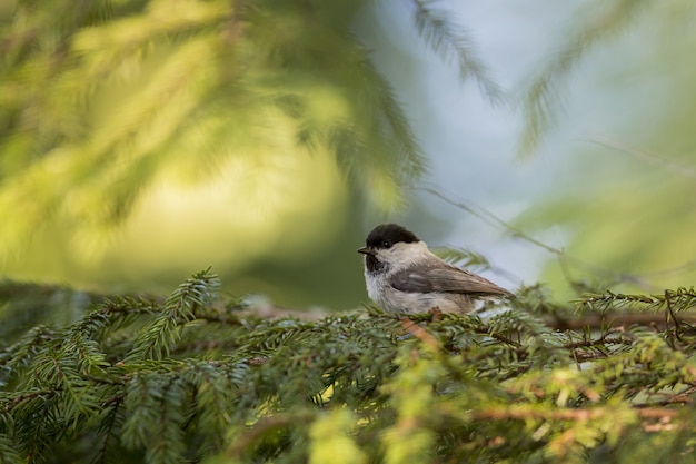 Pequeño pájaro sentado en pino