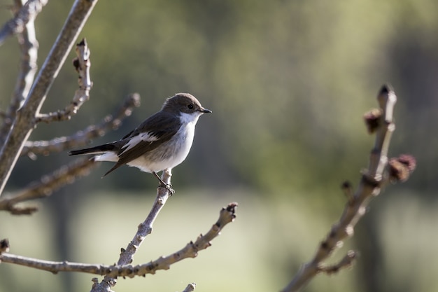 Foto gratuita pequeño pájaro sentado en la rama de un árbol