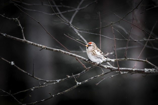 Foto gratuita pequeño pájaro sentado en la rama de un árbol