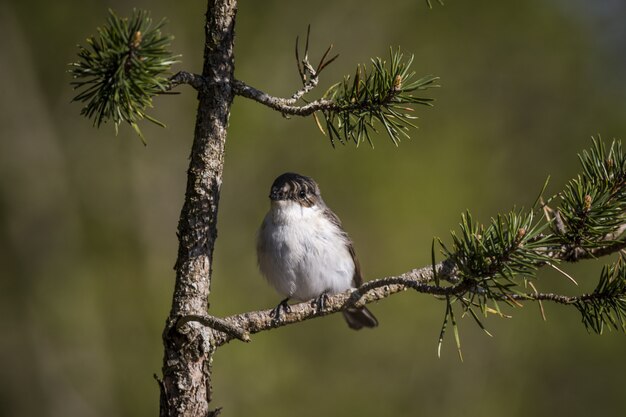 Pequeño pájaro sentado en la rama de cerca