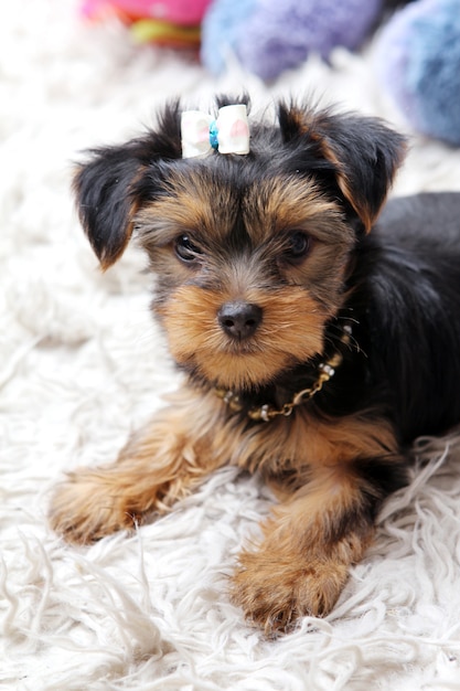 Pequeño perrito lindo en casa