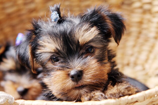 Pequeño perrito lindo en casa