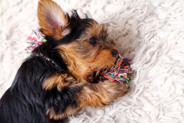 Foto gratuita pequeño perrito lindo en casa