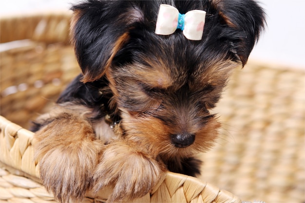 Pequeño perrito lindo en casa