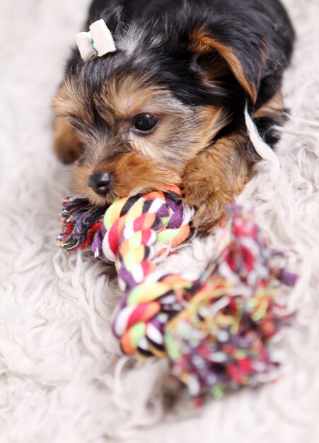 Pequeño perrito lindo en casa