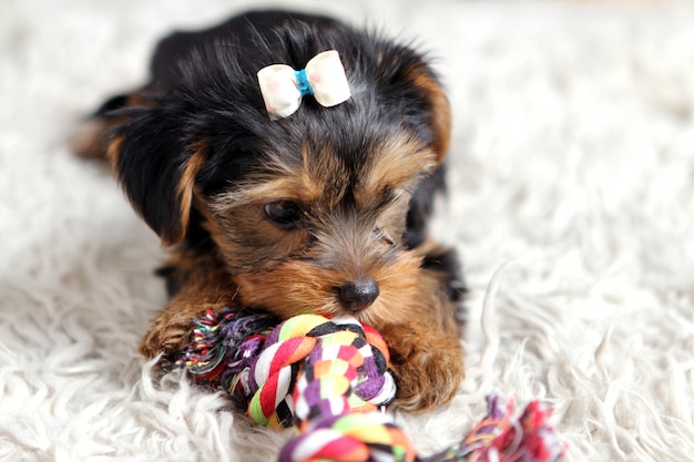 Pequeño perrito lindo en casa