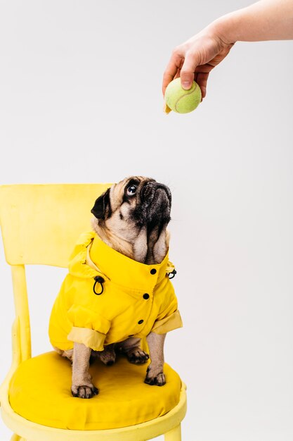 Pequeño perro atento en ropa sentado en silla