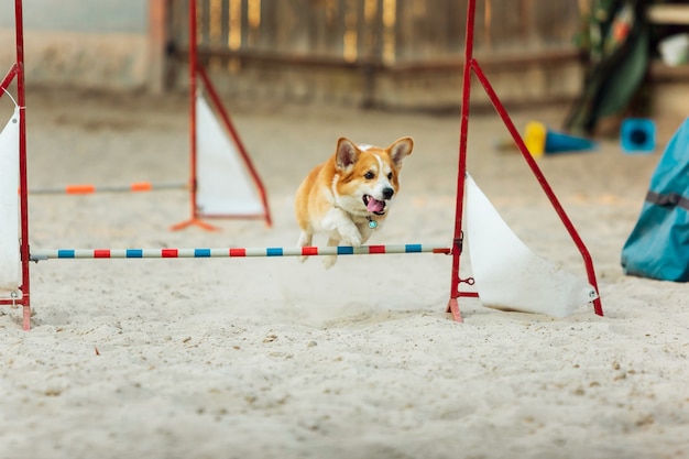 Foto gratuita pequeño perro corgi lindo actuando durante el espectáculo en competencia