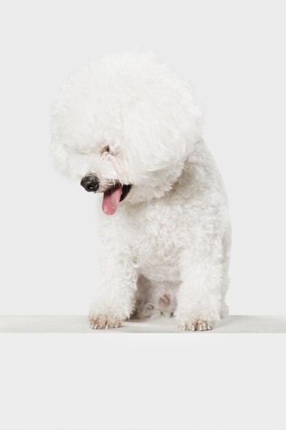 Pequeño perro divertido Bichon Frise posando aislado sobre fondo blanco.
