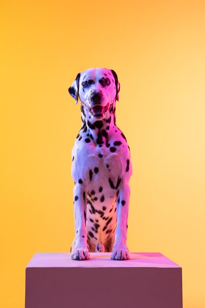 Pequeño perro divertido dolmatian posando aislado sobre la pared en luz de neón