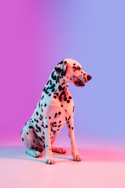 Pequeño perro divertido dolmatian posando aislado sobre la pared en luz de neón