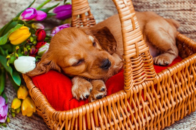 El pequeño perro durmiendo en el cubículo cerca de las flores