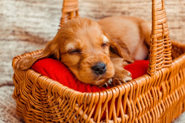 El pequeño perro durmiendo en el cubículo