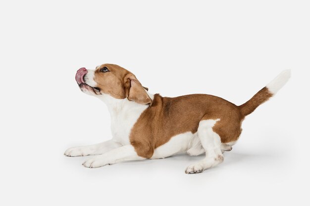 Pequeño perro gracioso Beagle posando aislado sobre fondo blanco de estudio