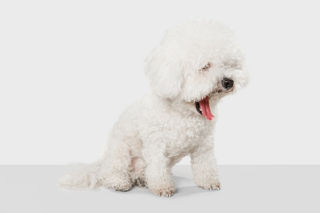 Pequeño perro lindo bichon frise posando aislado sobre pared blanca
