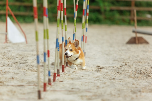 Pequeño perro lindo Corgi actuando durante el espectáculo en competición. Deporte de mascotas. Entrenamiento de animales jóvenes antes de actuar. Parece feliz y decidido.