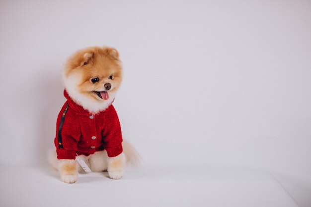 Pequeño perro de Pomerania lindo en el fondo blanco