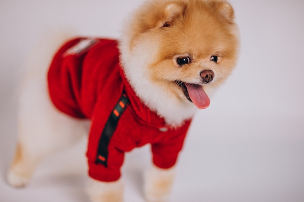 Foto gratuita pequeño perro de pomerania lindo en el fondo blanco