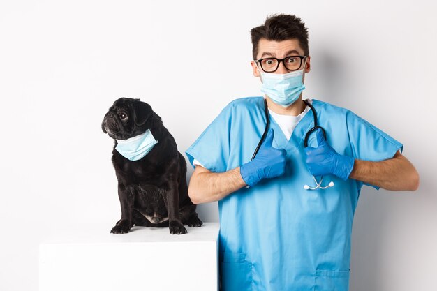 Pequeño perro pug negro en máscara médica mirando a la izquierda en el espacio de la copia mientras el médico veterinario muestra los pulgares hacia arriba en alabanza y aprobación, fondo blanco.
