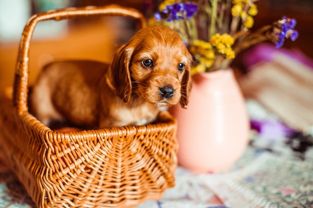 El pequeño perro sentado en el cubículo