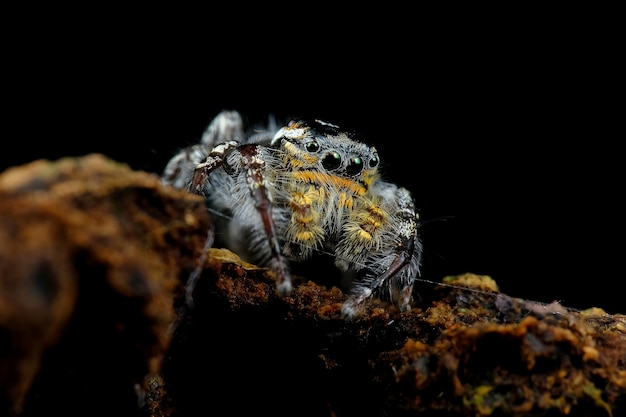 Pequeño primer plano de araña saltadora en la corteza Primer plano de araña saltadora