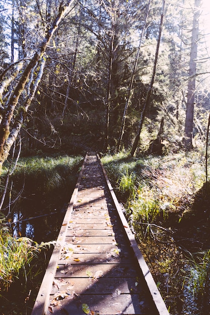 Pequeño puente estrecho de madera en un bosque sobre un pequeño río