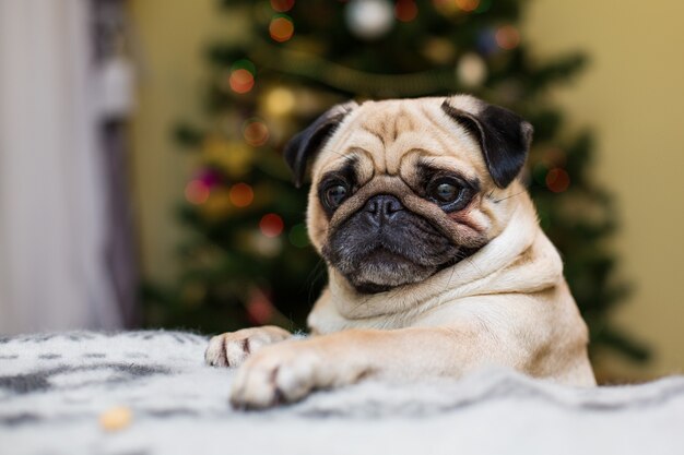 Pequeño pug en el sofá