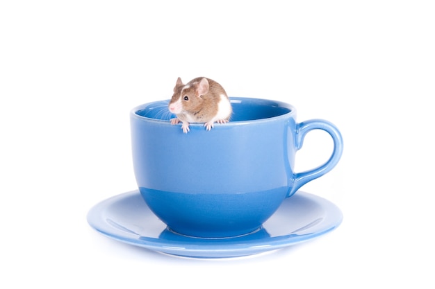 Pequeño ratón blanco y marrón escalada en el borde de una taza de té azul sobre una superficie blanca