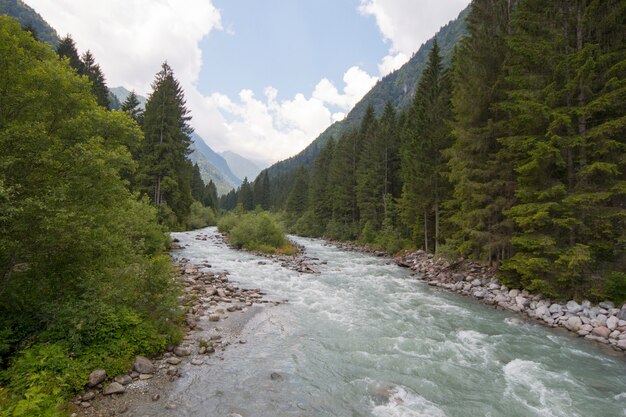 Pequeño río y árboles