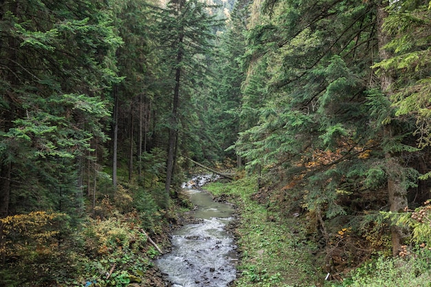 Un pequeño río en un bosque de coníferas en una zona montañosa