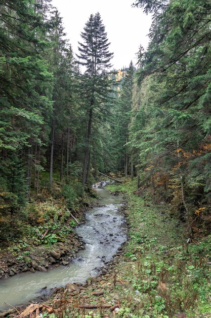 Un pequeño río en un bosque de coníferas en una zona montañosa