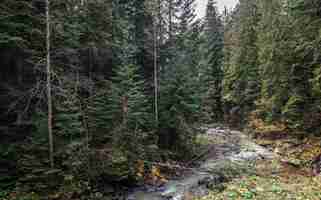 Foto gratuita un pequeño río en un bosque de coníferas en una zona montañosa