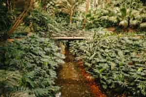 Foto gratuita pequeño río en bosque