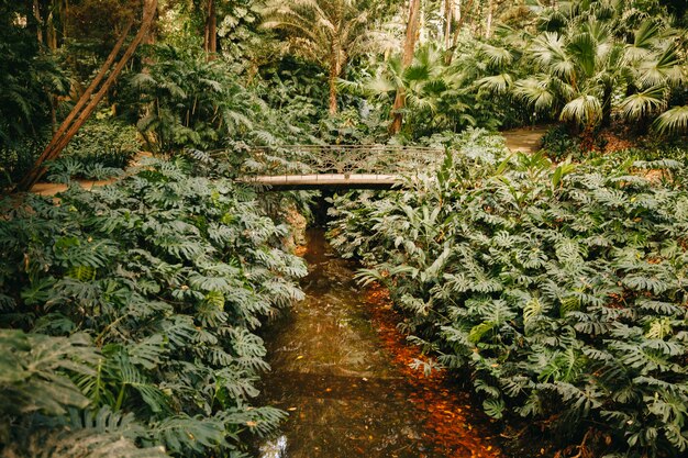 Pequeño río en bosque