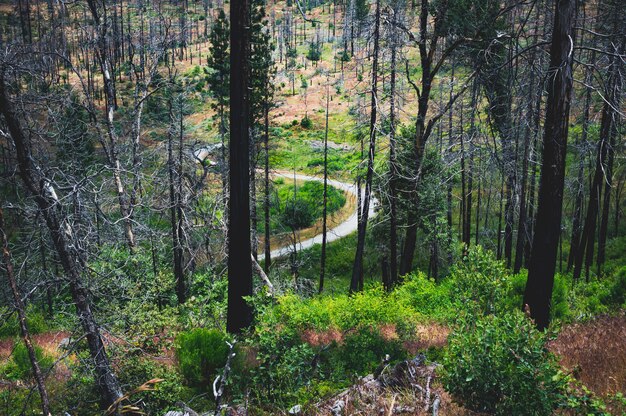 Pequeño río con curvas estrechas en un bosque