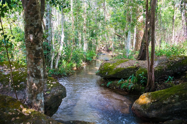 Pequeño río hermoso | Foto Premium