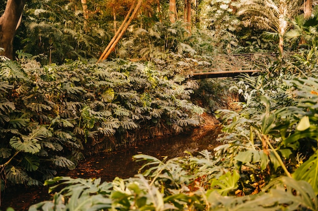 Pequeño río en naturaleza