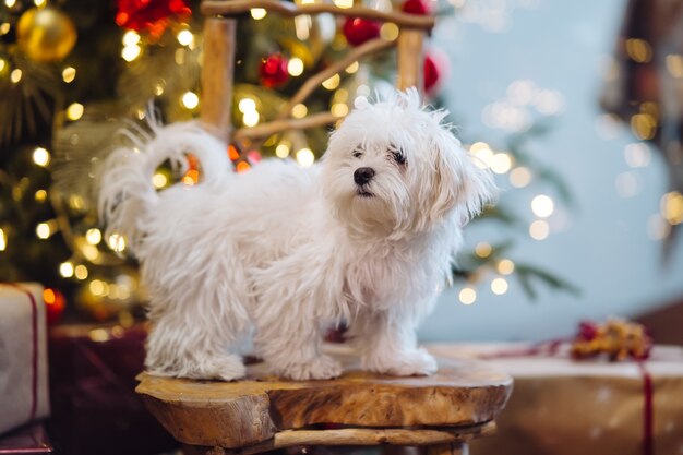 Pequeño terrier blanco en el fondo del árbol de Navidad.