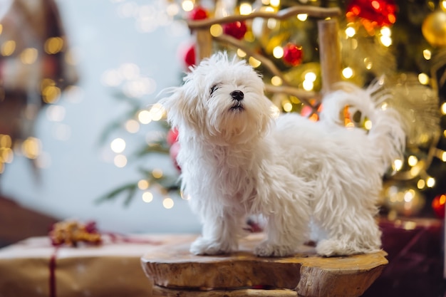 Pequeño terrier blanco en el fondo del árbol de Navidad